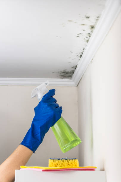 Mold Removal